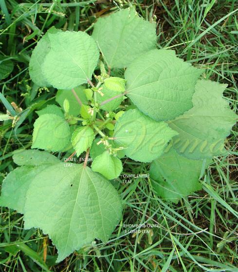  Leaves (lower 3-lobed and upper entire)